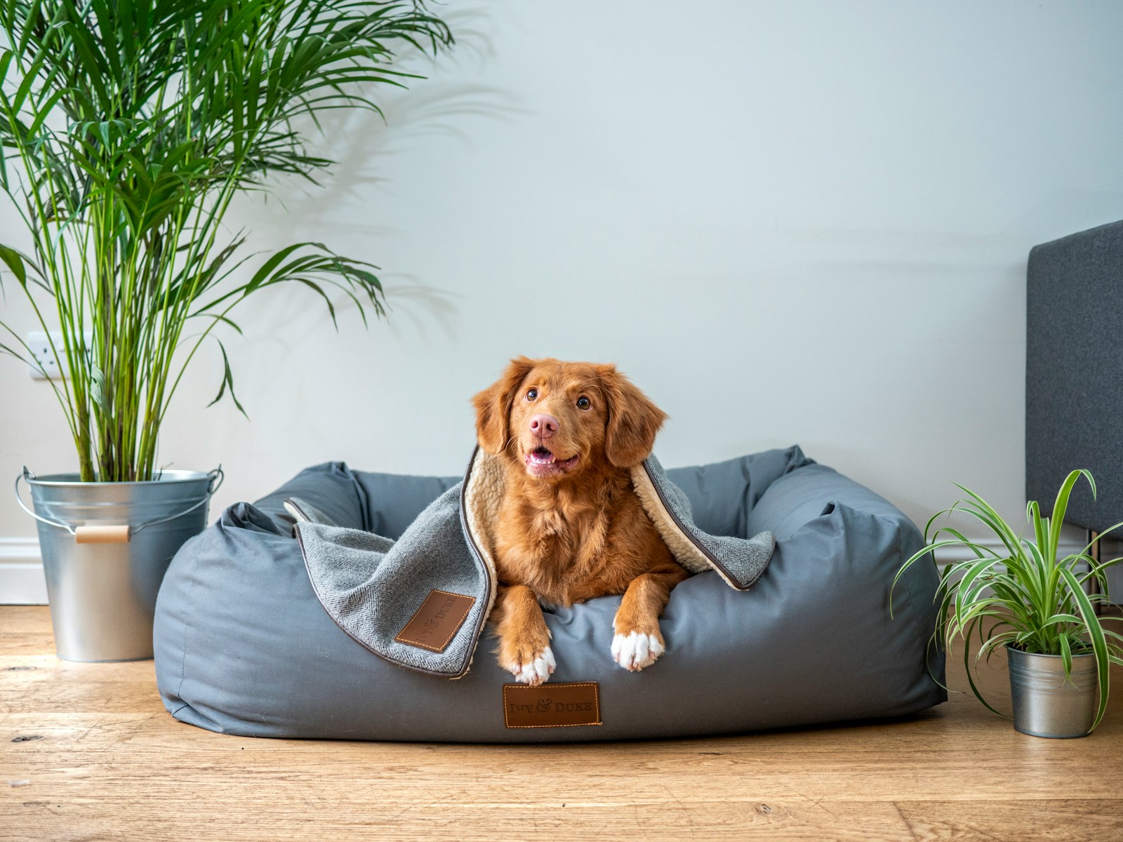 DIY Guide: How to Build a Murphy Bed for Your Dog